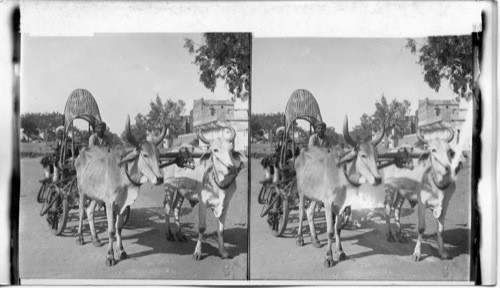 Bullock Cart. Jeypore. India