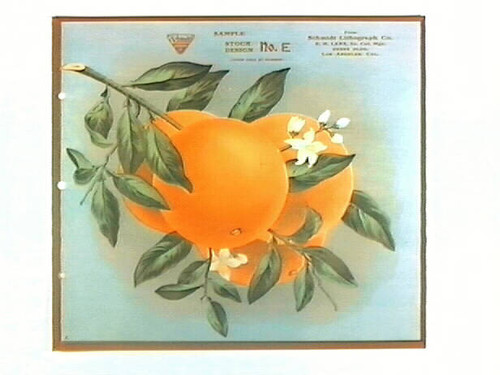 Stock label: oranges on branch with leaves and blossoms