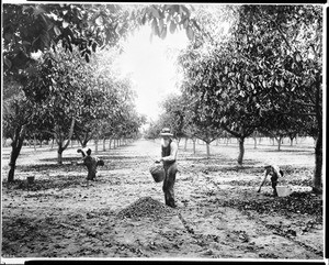 People gathering walnuts from under their trees, California