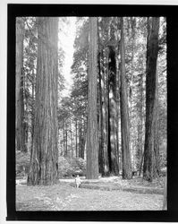 Redwood trees in Armstrong Woods, Guerneville, California, 1964