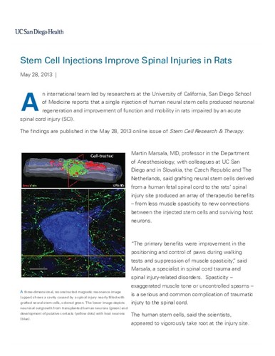 Stem Cell Injections Improve Spinal Injuries in Rats