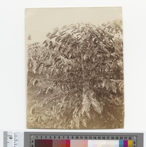 Coffee plant, Blantyre, Malawi, ca.1904