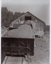 Loading the hops into the hop barn on Wohler Road, Healdsburg, California, in the 1920s