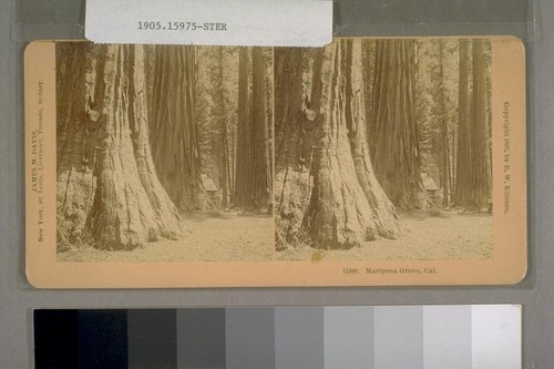 Mariposa Grove, [Yosemite Valley] Cal [California]. 1897