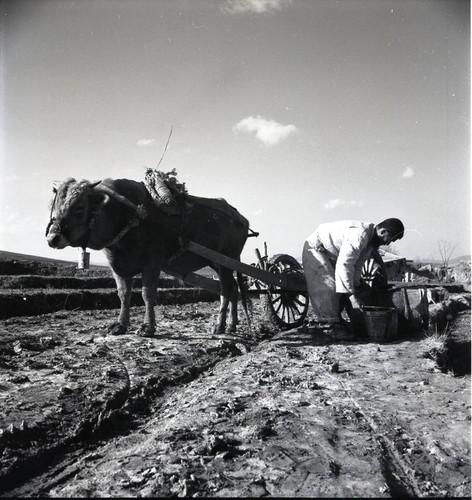 Man farming with cattle-drawn cart