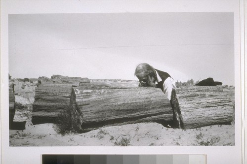 [John Muir examining petrified wood, Petrified Forest National Park.]