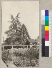 Luther Burbank's place in Santa Rosa, California. View shows splendid specimens of Cedrus and Araucaria. E.F. July 1925. Cedrus deodara and Araucaria bidwillii; Deodar Cedar, Bunya Pine