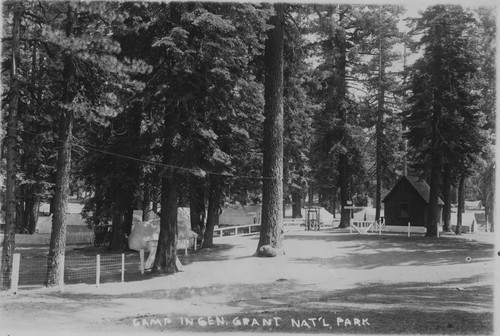 "Camp in Gen Grant Nat'l Park"