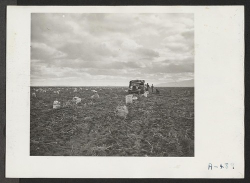 Crew harvesting potatoes. Photographer: Stewart, Francis Newell, California