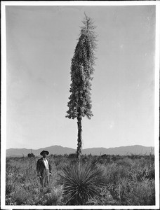 Man standing beside Yucca whipple plant or Spanish Bayonet in blossom, California