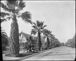 A view of the palm trees and large homes that line Chester Place, looking north from Adams Street, Los Angeles, ca.1915