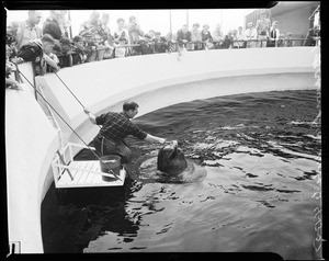 "Bubbles" the pregnant whale at Marineland, 1957