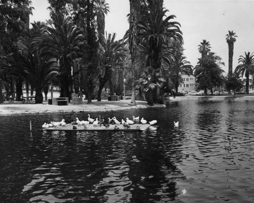 Ducks in Echo Park