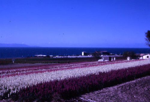 Flower Fields at Ranch 21