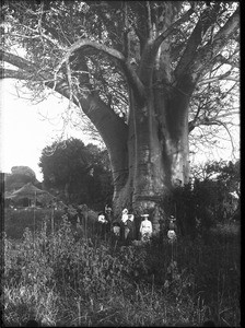Baobab, Kouroulene, South Africa, ca. 1901-1907