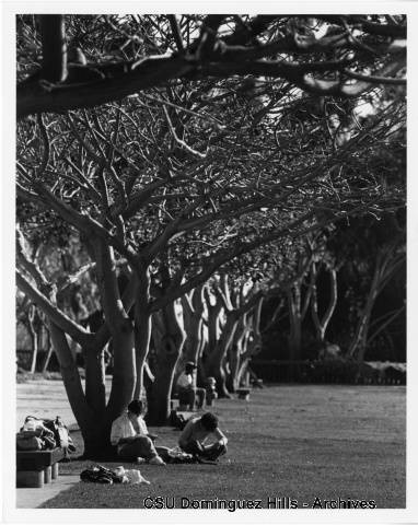 Students relax beneath trees