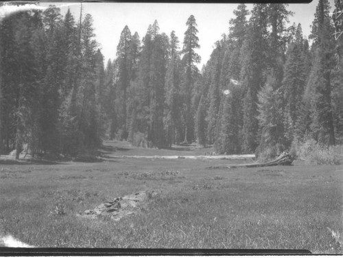 Mountain Meadow in Sierra Nevadas, Tulare County, Calif., 1908