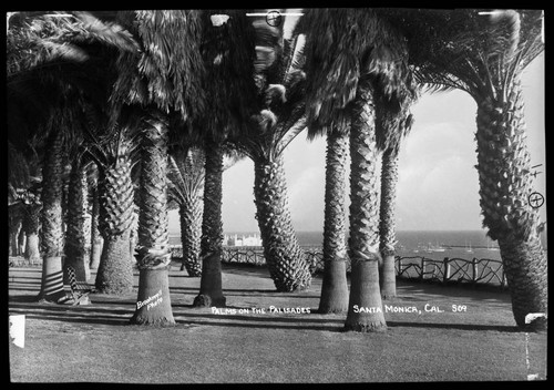 Palms on the Palisades Park, Santa Monica, Cal