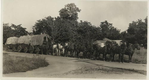 Three covered wagons pulled by team of mules