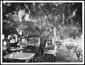 Tables and chairs under a grape arbor, Mission San Gabriel