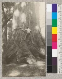 The base of the "Father Tree", "Big Basin" Santa Cruz Mts. which is 43 ft. 10 inches at 10 ft. from the ground. W. Metcalf, November 1922