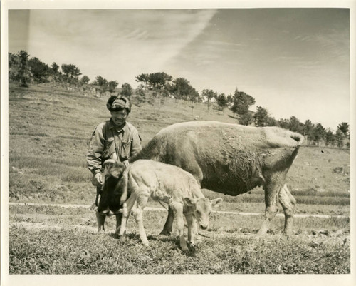 Farmer with cow and calf