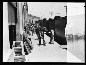 Long line of men unloading bananas at the Los Angeles Harbor