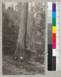 A large Sequoia gigantea in the turn of the new Highway, Whitaker's Forest. July, 1926