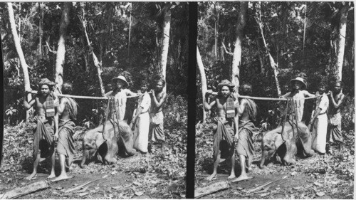 Natives carrying a dead captured elephant, Ceylon India