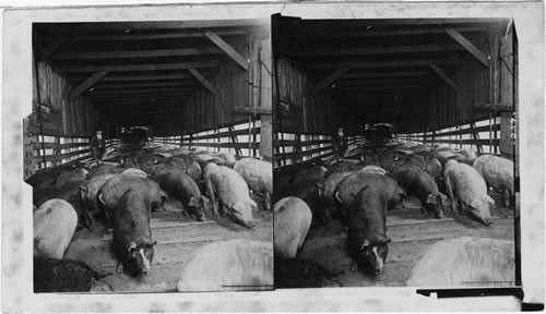 Hogs in Runway Leading to Shackling Pen, Chicago, Ill