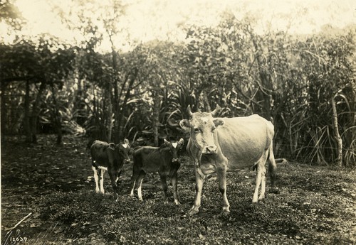 590. Costa Rica: cow