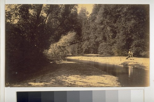 San Lorenzo Creek near Felton, Santa Cruz County, California