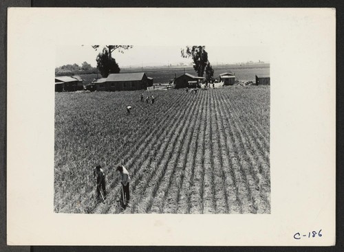Evacuation of farmers of Japanese descent resulted in agricultural labor shortage on Pacific Coast acreage, such as the garlic field