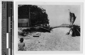 Palm tree on Lanikai Beach after tidal wave, Lanikai, Hawaii, April 1946