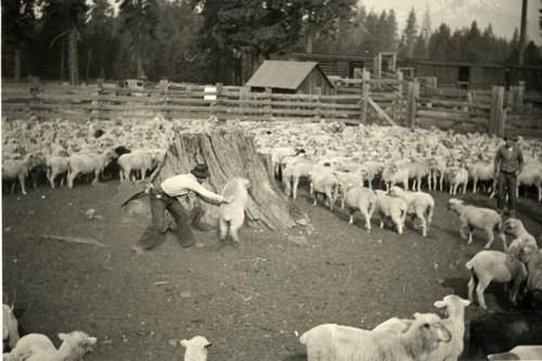 Sheep Corral