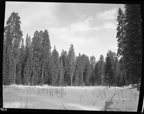 Winter Scenes, Round Meadow in snow, Misc. Meadow, Giant Sequoias