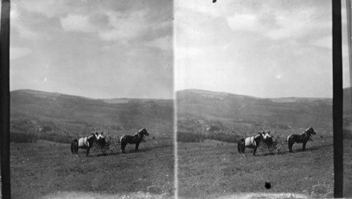 Medicine Mt., Wyoming form the East. (Buggy Pack Horse)