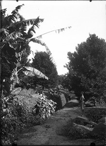 Banana and mandarin trees, Lemana, Limpopo, South Africa, ca. 1906-1907