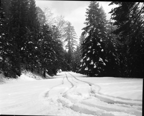 Winter Scenes, Snow in Giant Forest. Roads