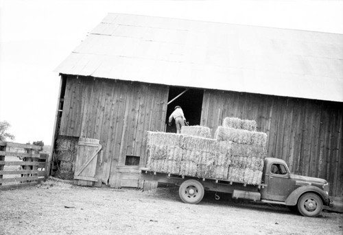 Unloading hay into barn