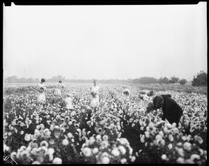 A group of women and a young girl picking flowers in a sunflower field