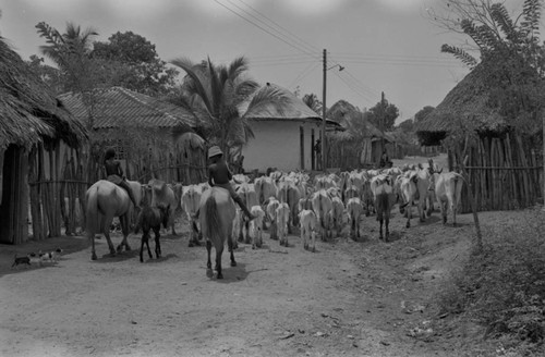 Boys herding cattle through the village, San Basilio de Palenque, Colombia, 1977