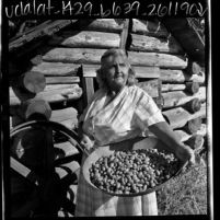 Eva Hendricks, a Miwuk Indian, with a tray of acorns in Tuolumne County, Calif., 1969