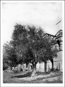 Old olive trees in front of the fachada of Mission San Antonio de Padua, California, ca.1906