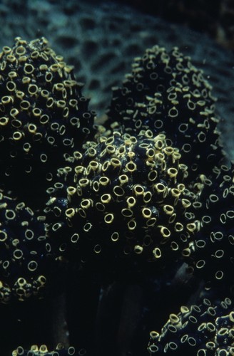 Ascidians or tunicates. Unknown date