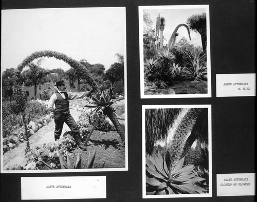 Desert garden photographs of flowering agave attenuata plants