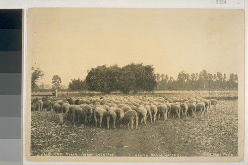 The flock near eventide, Santa Clara Valley. No. 918