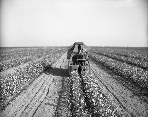 Field Shots of John Deere Cotton Picker