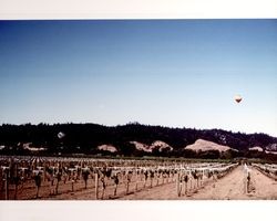 Hot air balloons over Gauer Vineyards