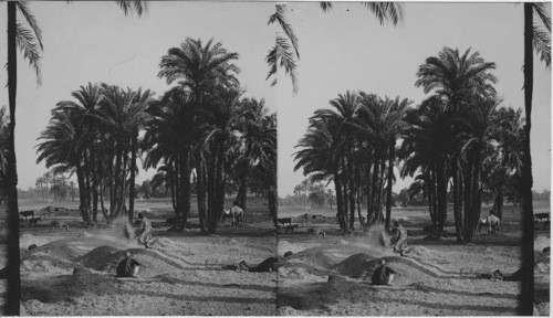 The winnowing of the grain after the threshing. Egypt